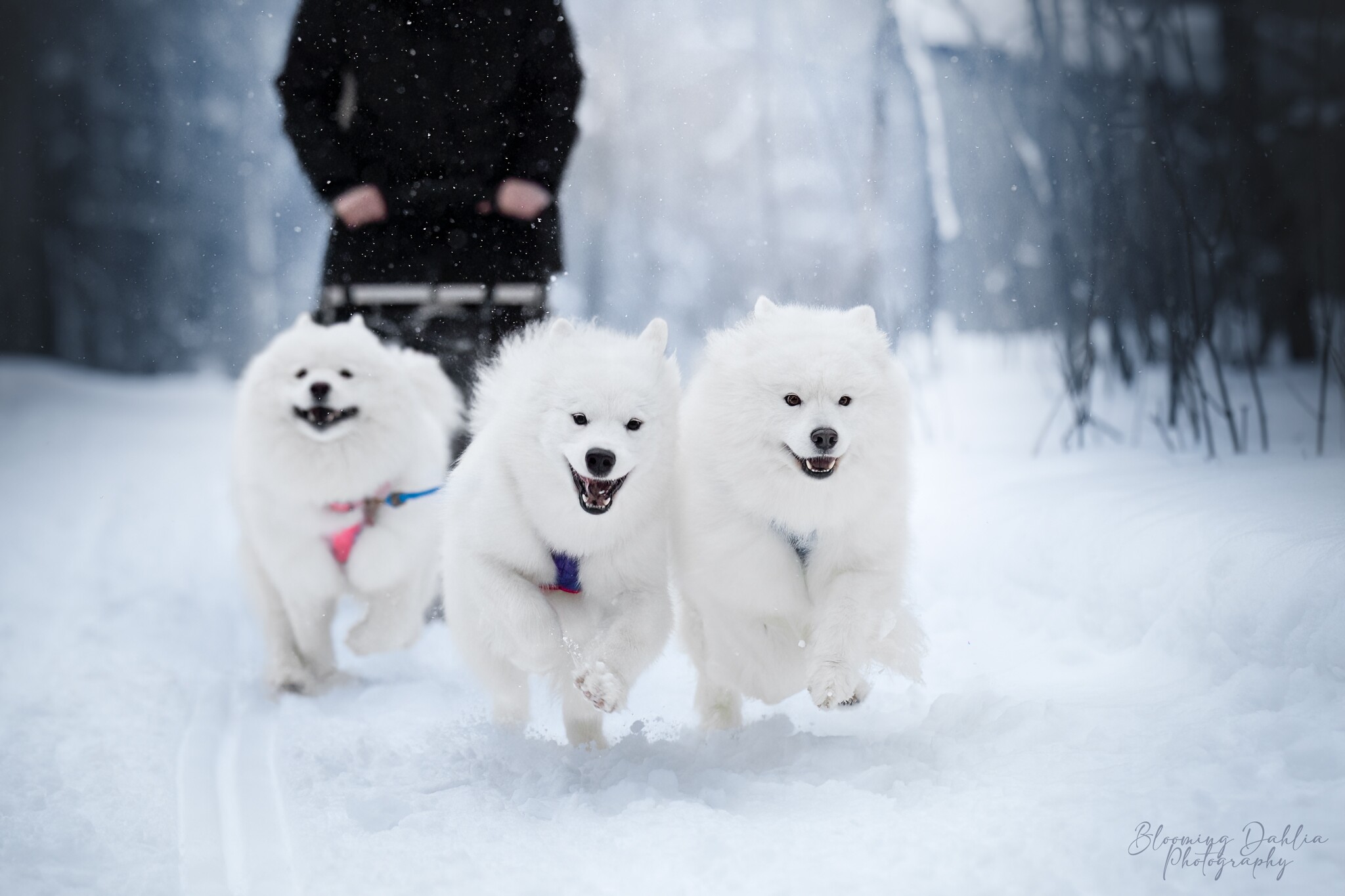 Lou, Skye et Lucy faisant du traineau en hiver