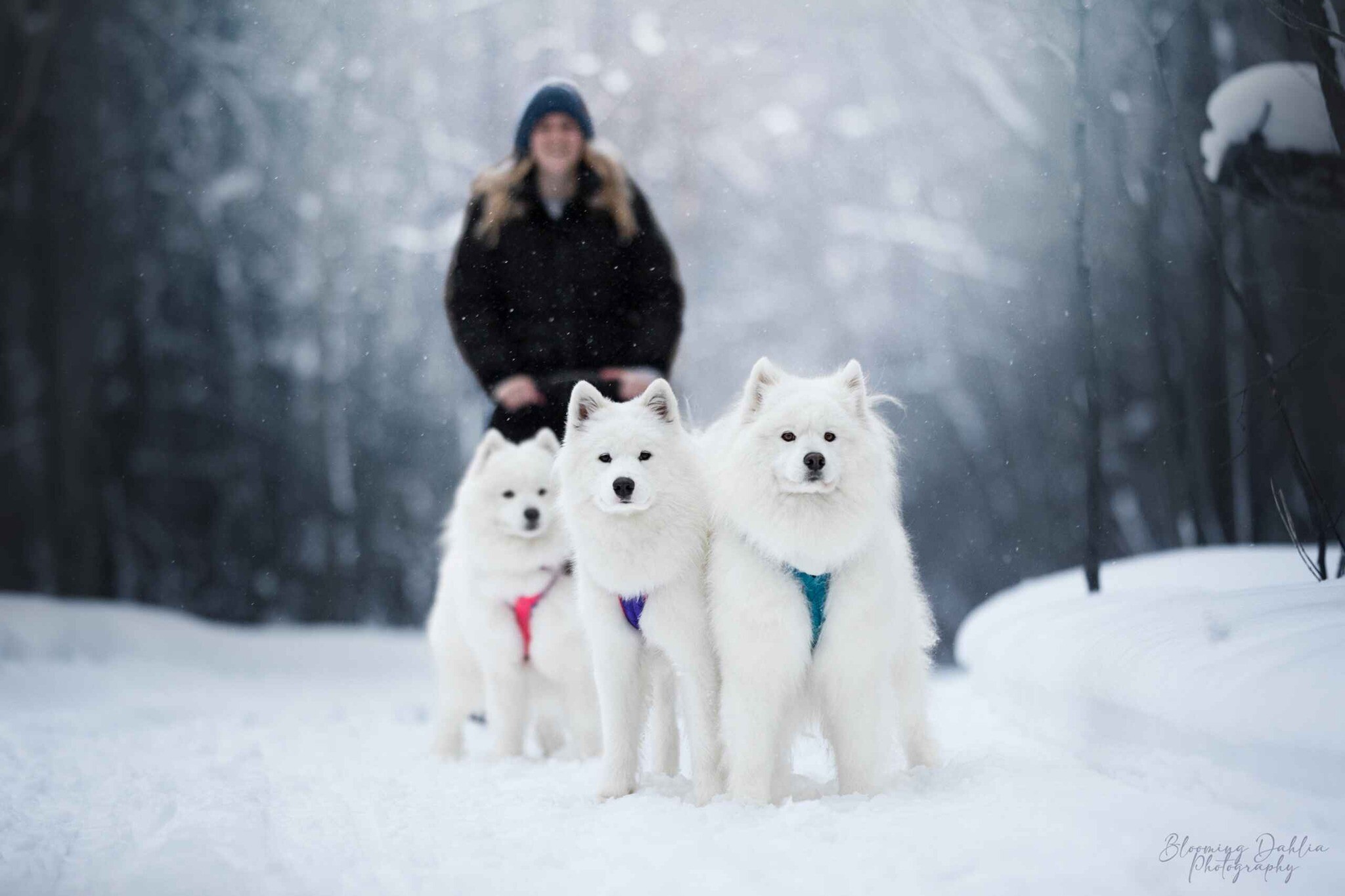 Lucy, Skye et Lou en traineau l'hiver