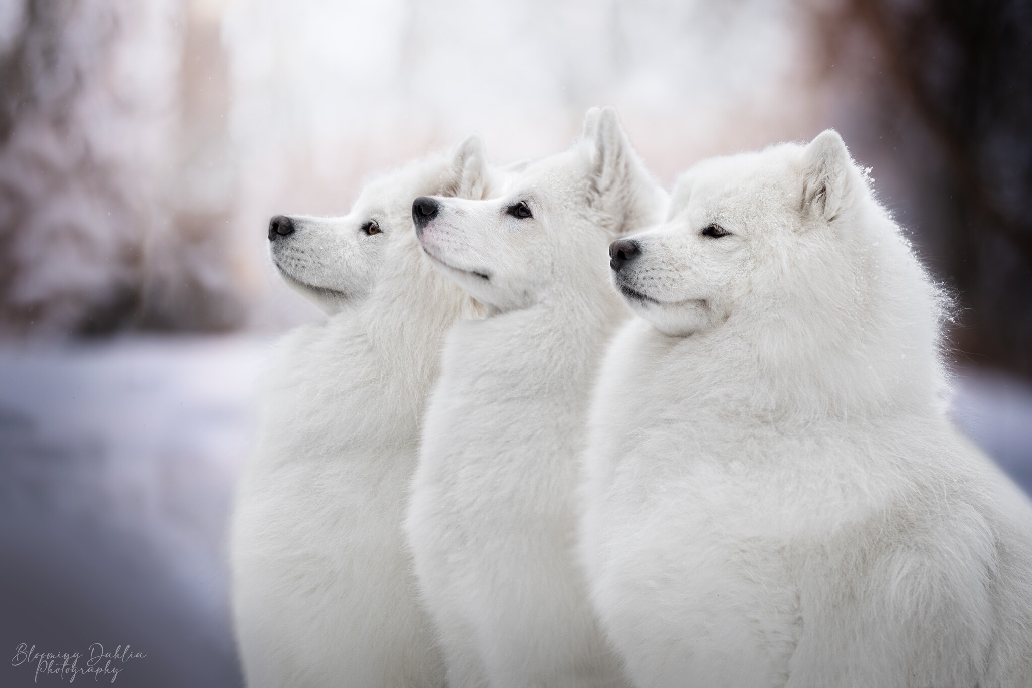 Lou, Skye et Lucy de côté en hiver