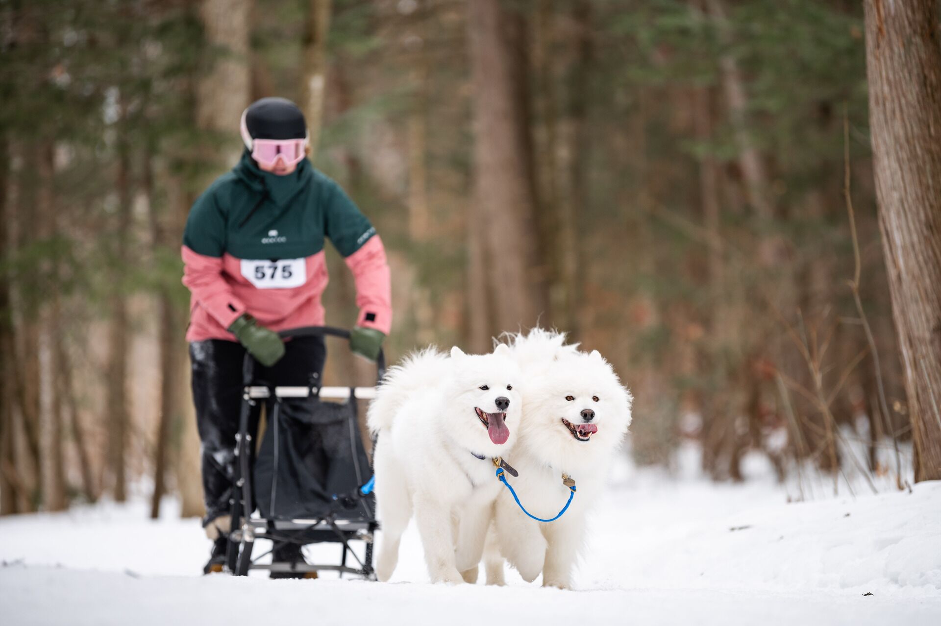 Course Défi hivernal SCFN & Animo