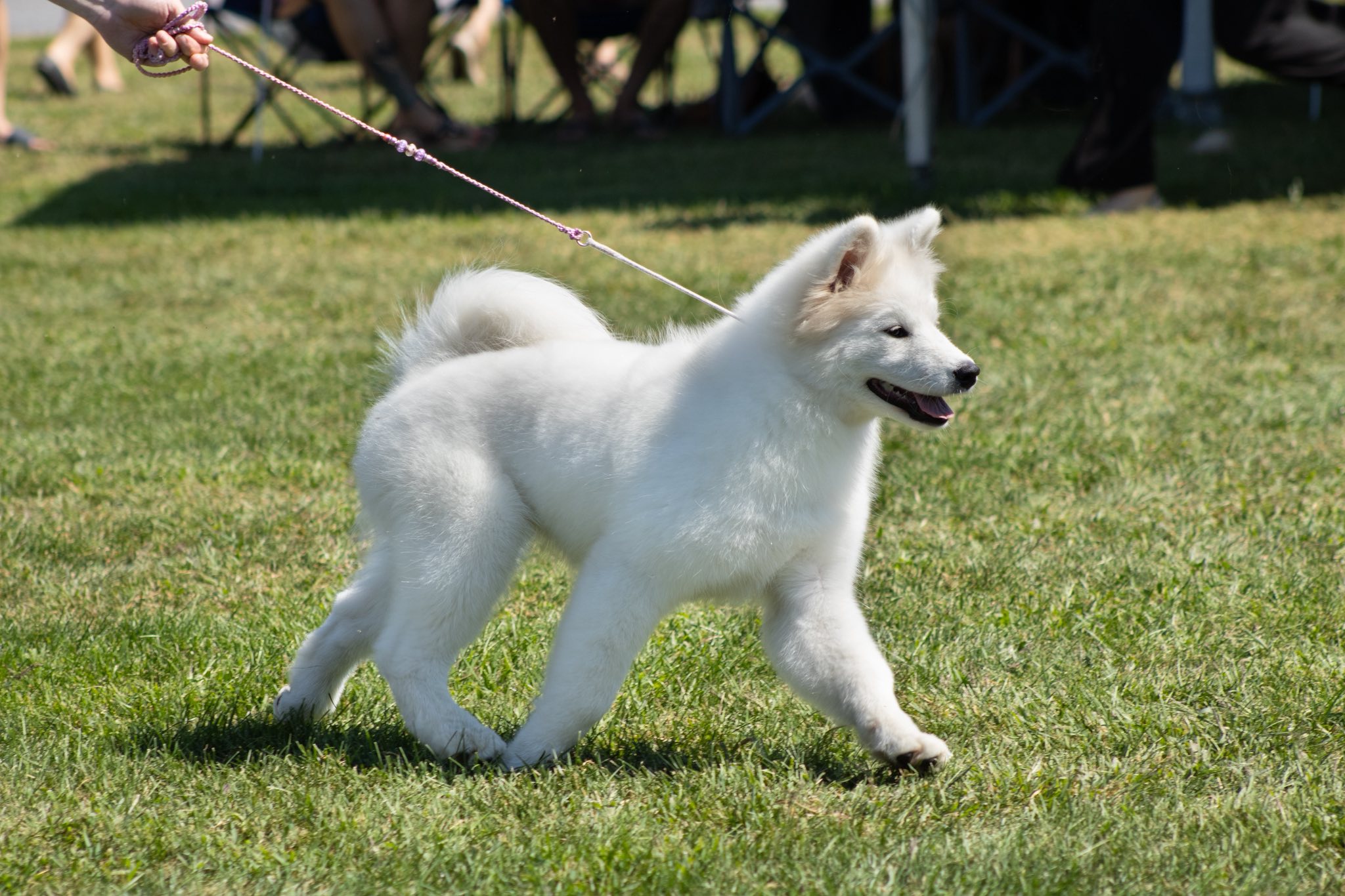 Arya au dog show de Maxville