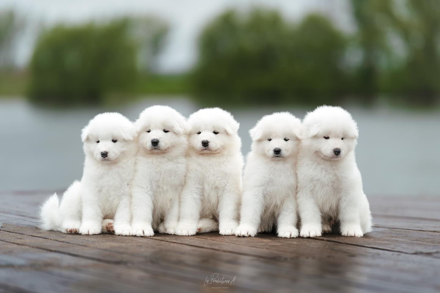 Portée avril 2025 de Skye et Rocky